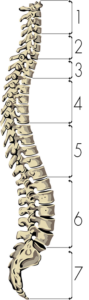 Colonna Vertebrale